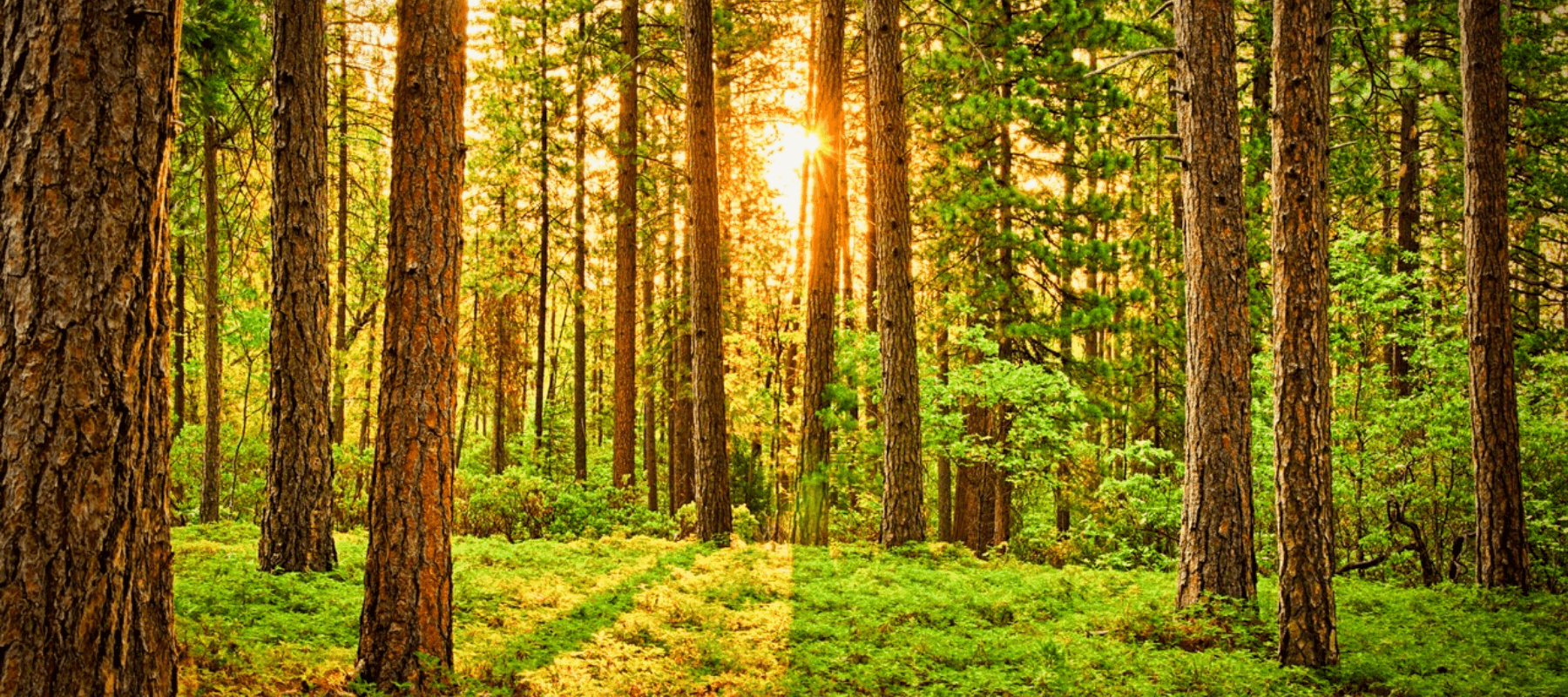 "Ein grüner, dichter Wald mit Sonnenstrahlen, die durch die Bäume scheinen."